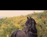 stallion Dark Rex (German Riding Pony, 1987, from Durello)