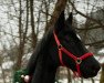 dressage horse Londongirl 3 (Hanoverian, 2011, from Londonderry)