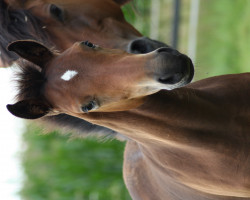 dressage horse Nobel's Najuk (German Riding Pony, 2021, from Nobel Nagano NRW)