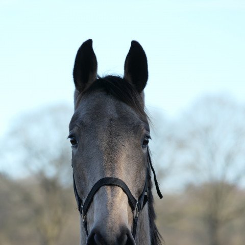 horse BIBO (Akhal-Teke, 2018, from Murphy (ex: Palko))