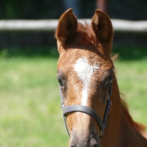 horse WASCHBÄR (Hanoverian, 2021, from Weltmeyer)