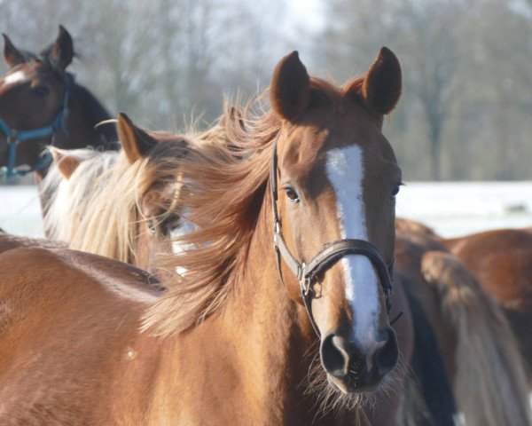 broodmare LILIANE (Hanoverian, 2013, from Lemony's Nicket)