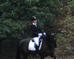 dressage horse Rosaria 17 (Hanoverian, 2005, from Rotspon)