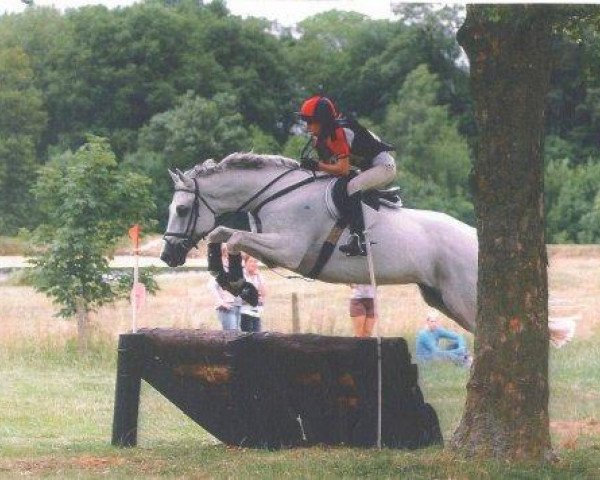 Pferd Selbstgänger (Trakehner,  , von Handryk)