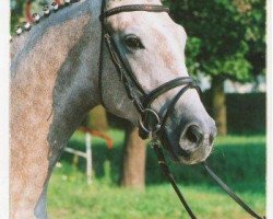 dressage horse Schneestern 2 (Trakehner, 2005, from Handryk)