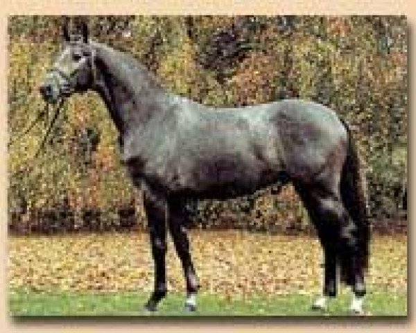 horse Sachsenwald (Trakehner, 2000, from Handryk)