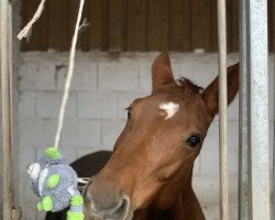 Springpferd Nice Mouse (Deutsches Sportpferd, 2015, von Nurjev)