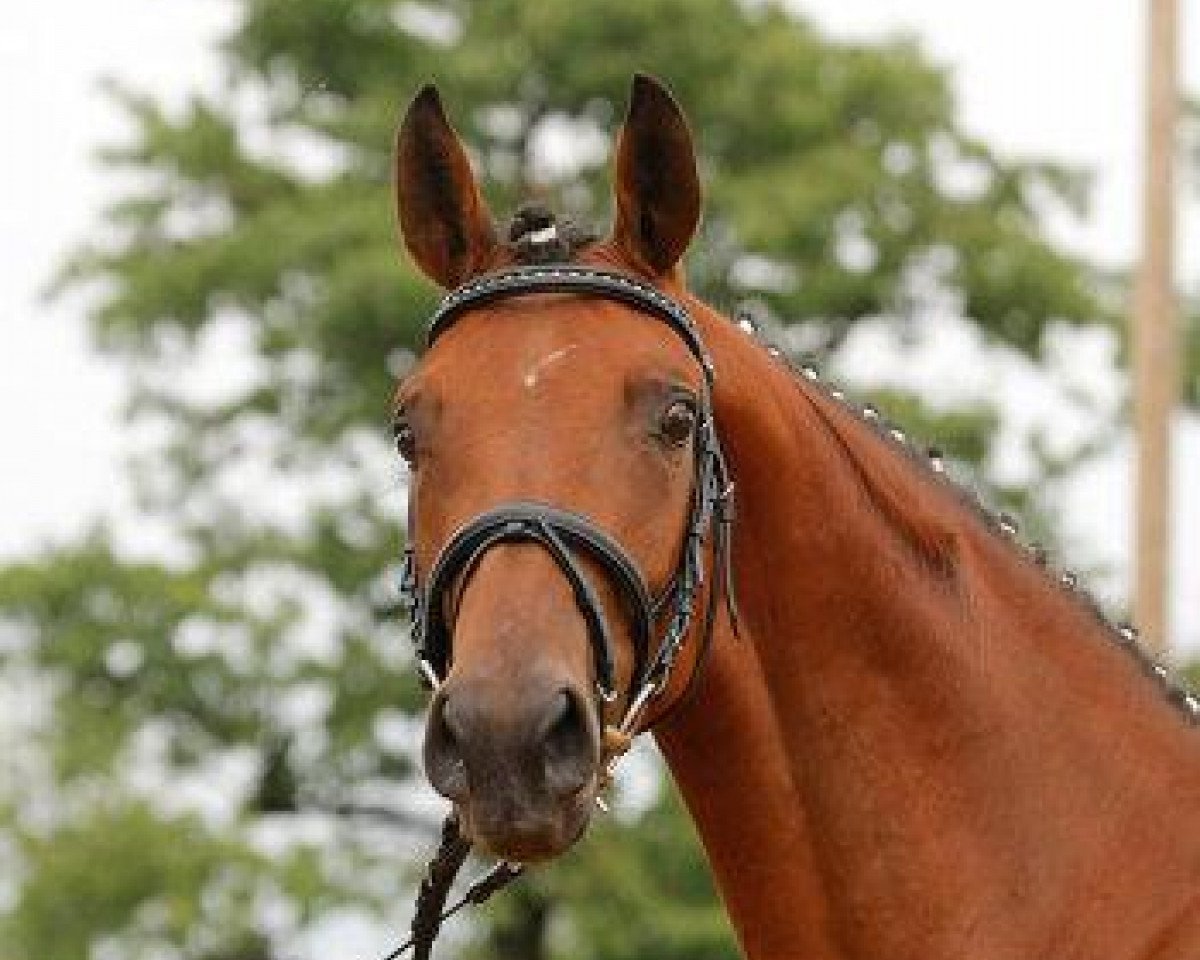 horse Oh wie schön (Trakehner, 2004, from Handryk)