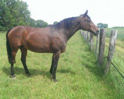 broodmare Waldamsel (Oldenburg, 1994, from Sandro)