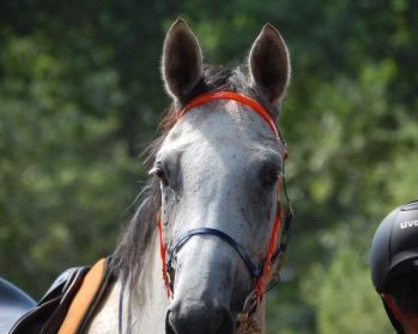 horse Fleur De Rocaille (Trakehner, 2005, from Handryk)