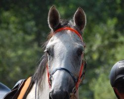 horse Fleur De Rocaille (Trakehner, 2005, from Handryk)