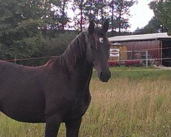 jumper Decurio Nobile (German Sport Horse, 2012, from Decurio 3)