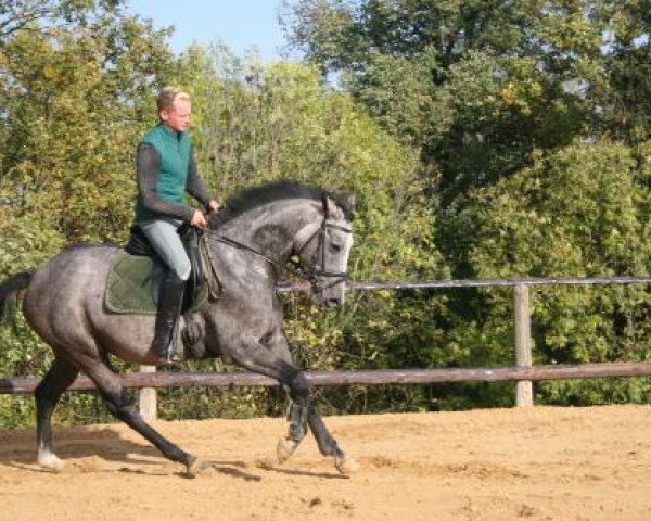 horse Sachsenstern (Trakehner, 2004, from Handryk)