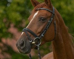 Zuchtstute Feldliebe (Trakehner, 2002, von Handryk)