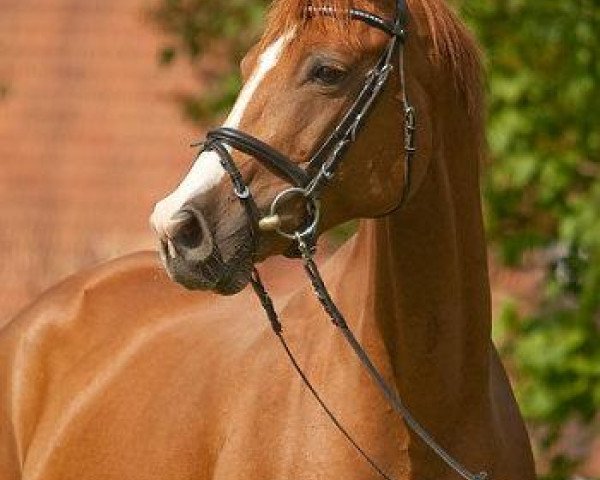 broodmare So So (Trakehner, 2001, from Nerv 1370)