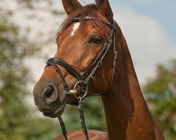 Zuchtstute Danceparade (Trakehner, 2000, von Handryk)