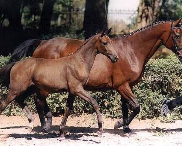 broodmare Samantha III (Trakehner, 1991, from Inkognito)