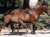 broodmare Samantha III (Trakehner, 1991, from Inkognito)