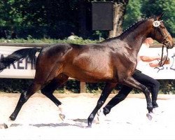 Zuchtstute Grace V (Trakehner, 1996, von Michelangelo)