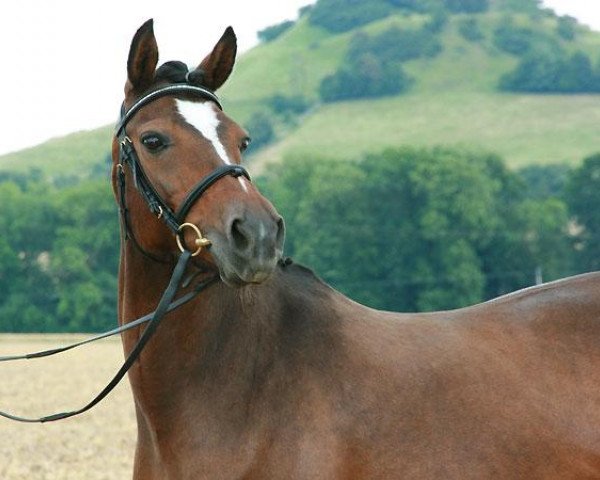 broodmare Holsteins Shirly (German Riding Pony, 1995, from Donauwind)