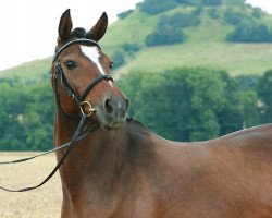 Zuchtstute Holsteins Shirly (Deutsches Reitpony, 1995, von Donauwind)