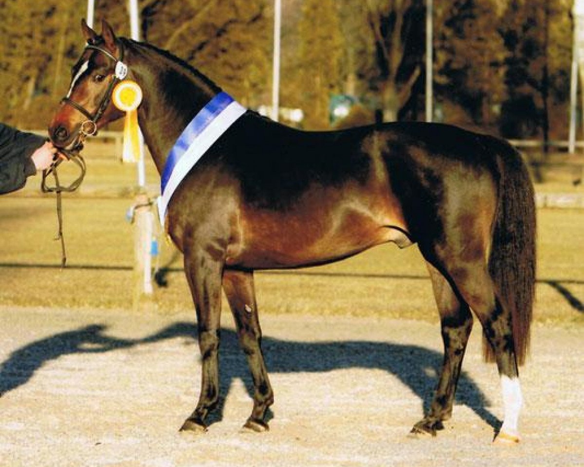 Deckhengst Sunny Side Up (Deutsches Reitpony, 2005, von Welcome Sympatico)