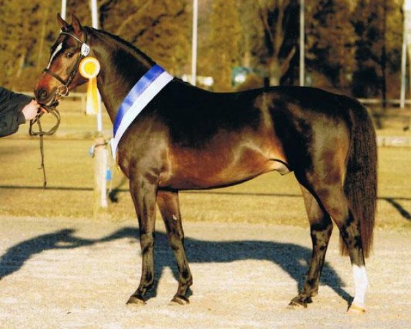 stallion Sunny Side Up (German Riding Pony, 2005, from Welcome Sympatico)