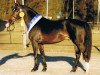 stallion Sunny Side Up (German Riding Pony, 2005, from Welcome Sympatico)
