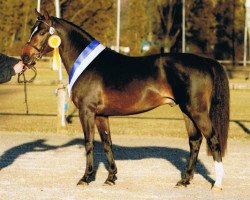 stallion Sunny Side Up (German Riding Pony, 2005, from Welcome Sympatico)