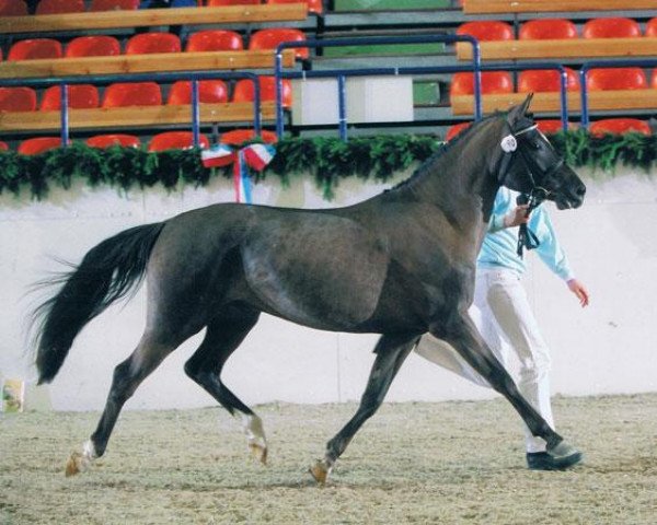 horse Marinello (German Riding Pony, 2003, from Brooklands Moonwalker)