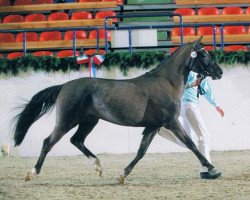 Pferd Marinello (Deutsches Reitpony, 2003, von Brooklands Moonwalker)