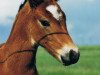 horse Dor.Skarabeus (German Riding Pony, 1999, from Dexter)