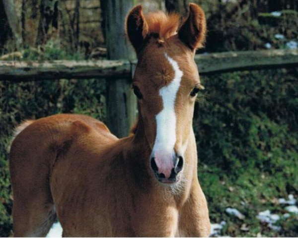 horse Darius (German Riding Pony, 1995, from Dexter)
