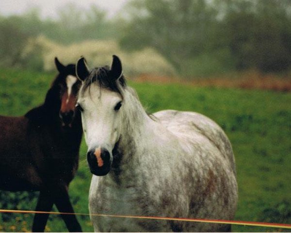 broodmare Dorina (German Riding Pony, 1987, from Brento)