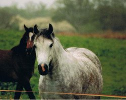 Zuchtstute Dorina (Deutsches Reitpony, 1987, von Brento)