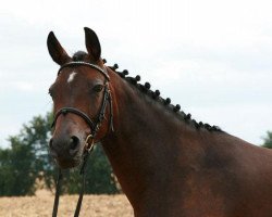 Zuchtstute Mercedes (Deutsches Reitpony, 2004, von Heartbreaker)