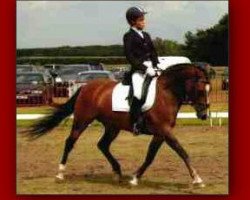 dressage horse Biny Colada (German Riding Pony, 1992, from Black Boy)