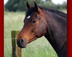 dressage horse Boilando (Oldenburg, 2002, from Boitano)