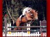 jumper Bonserano (Oldenburg, 1995, from Boitano)