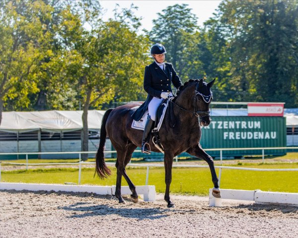 dressage horse Saphira de La Noche (Hanoverian, 2009)