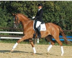 broodmare Kira XIX (Trakehner, 1999, from Sabary)