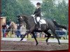 dressage horse West Salieri (Oldenburg, 2002, from Sunny-Boy)