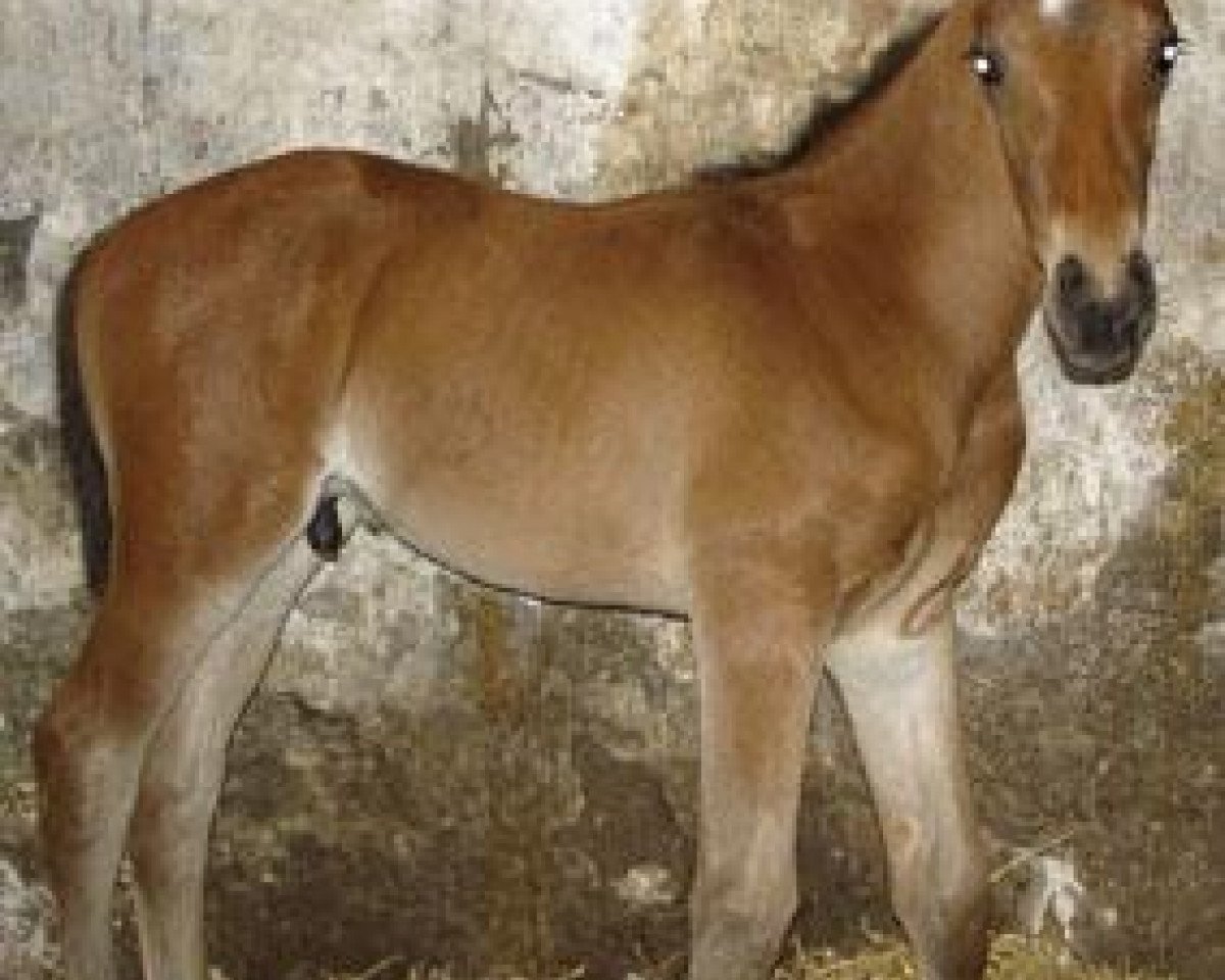 horse Peter Tavy (Trakehner, 2006, from Polarpunkt)