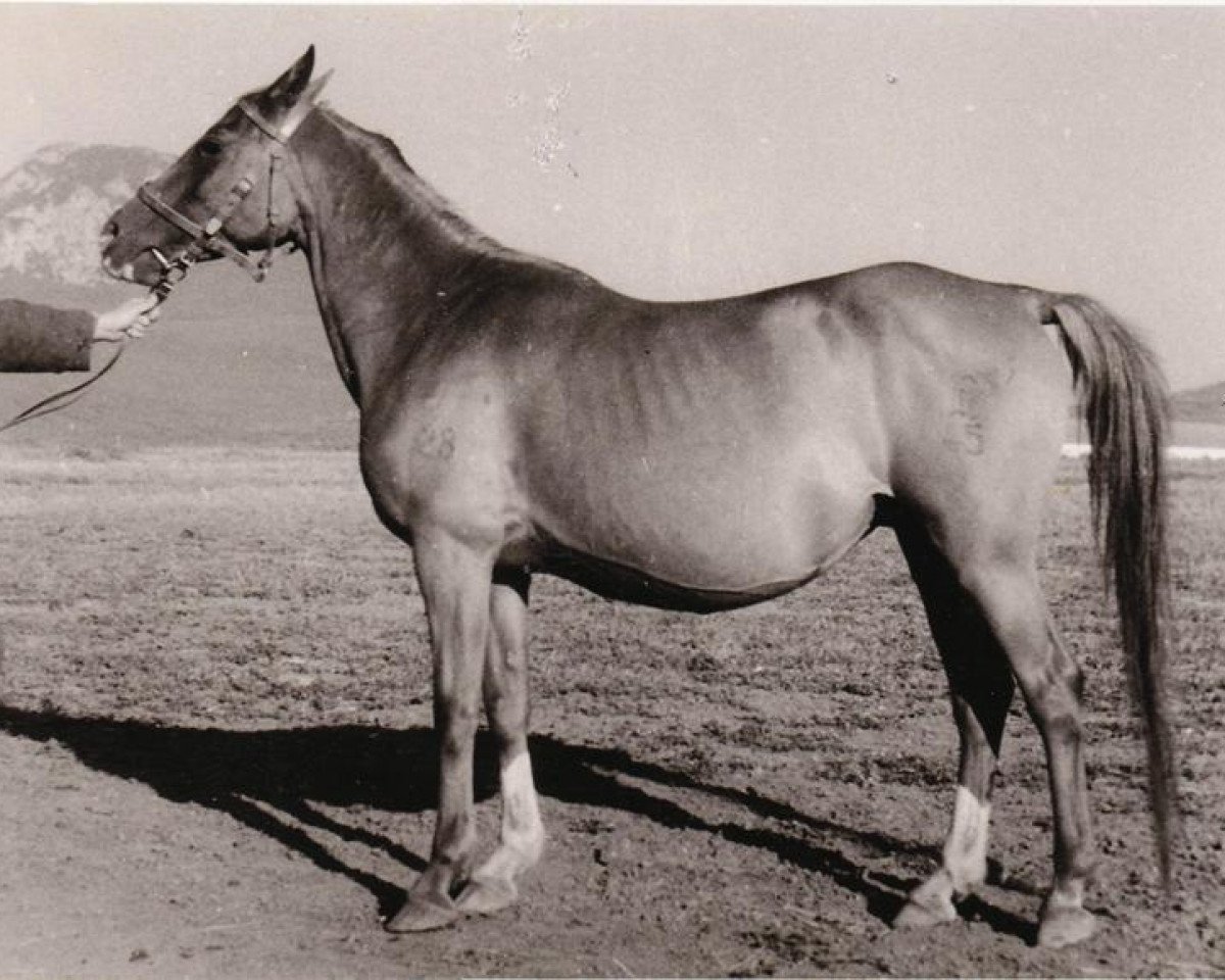 broodmare Privilegija 1945 ox (Arabian purebred, 1945, from Piolun 1934 ox)