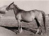 broodmare Privilegija 1945 ox (Arabian thoroughbred, 1945, from Piolun 1934 ox)