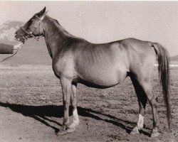 broodmare Privilegija 1945 ox (Arabian thoroughbred, 1945, from Piolun 1934 ox)