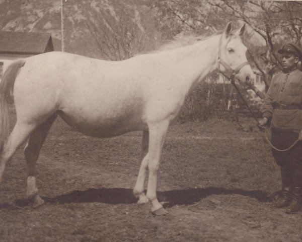 Zuchtstute Narada 1932 ox (Vollblutaraber, 1932, von Hardy 1926 ox)