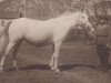 broodmare Narada 1932 ox (Arabian thoroughbred, 1932, from Hardy 1926 ox)