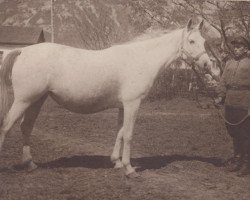 broodmare Narada 1932 ox (Arabian thoroughbred, 1932, from Hardy 1926 ox)