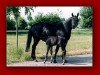 broodmare West Virginia (Oldenburg, 1997, from New Moon xx)